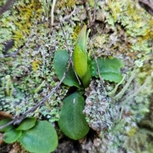 Pterostylis nutans at Paddys River, ACT - suppressed