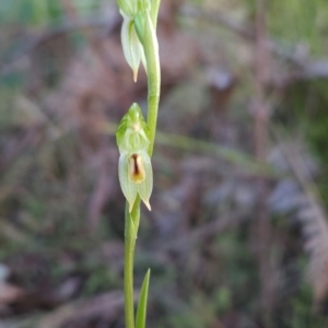 Bunochilus montanus (ACT) = Pterostylis jonesii (NSW) at Paddys River, ACT - 15 Aug 2024