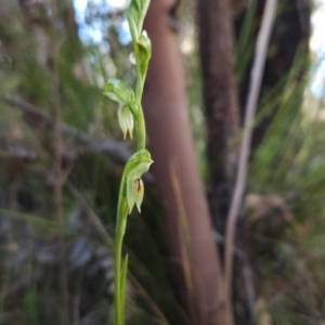 Bunochilus montanus (ACT) = Pterostylis jonesii (NSW) at Paddys River, ACT - 15 Aug 2024