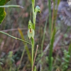 Bunochilus montanus (ACT) = Pterostylis jonesii (NSW) at Paddys River, ACT - 15 Aug 2024