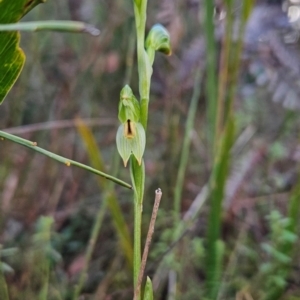 Bunochilus montanus (ACT) = Pterostylis jonesii (NSW) at Paddys River, ACT - 15 Aug 2024