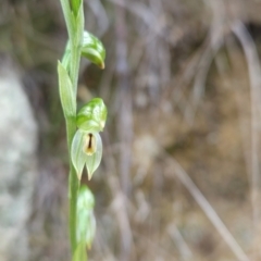 Bunochilus montanus (Montane Leafy Greenhood) at Paddys River, ACT - 15 Aug 2024 by BethanyDunne