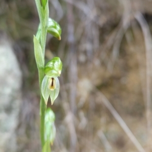 Bunochilus montanus (ACT) = Pterostylis jonesii (NSW) at Paddys River, ACT - suppressed