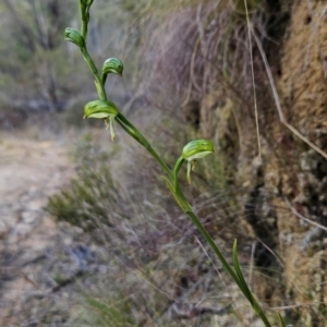 Bunochilus montanus (ACT) = Pterostylis jonesii (NSW) at Paddys River, ACT - suppressed