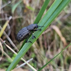 Talaurinus sp. (genus) at Paddys River, ACT - 15 Aug 2024 02:31 PM