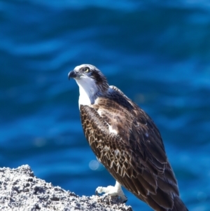 Pandion haliaetus at Rottnest Island, WA - suppressed