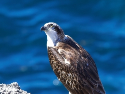 Pandion haliaetus (Osprey) at Rottnest Island, WA - 26 Apr 2024 by jb2602