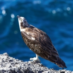 Pandion haliaetus at Rottnest Island, WA - 26 Apr 2024