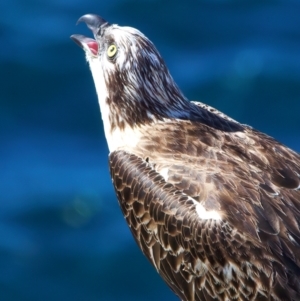 Pandion haliaetus at Rottnest Island, WA - 26 Apr 2024