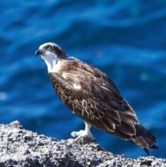 Pandion haliaetus at Rottnest Island, WA - suppressed