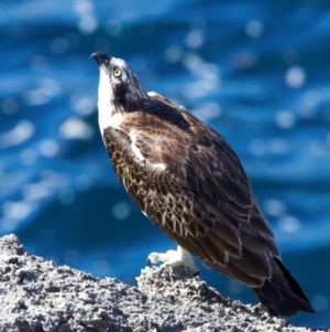 Pandion haliaetus at Rottnest Island, WA - suppressed