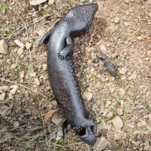 Tiliqua rugosa at Pialligo, ACT - 16 Aug 2024