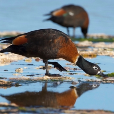 Tadorna tadornoides (Australian Shelduck) at Rottnest Island, WA - 26 Apr 2024 by jb2602