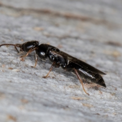 Bethylidae (family) (Bethylid wasp) at Melba, ACT - 15 Aug 2024 by kasiaaus