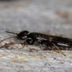 Bethylidae (family) at Melba, ACT - 15 Aug 2024