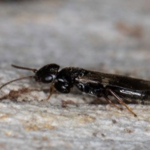 Bethylidae (family) at Melba, ACT - 15 Aug 2024 01:56 PM