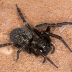 Badumna insignis (Black House Spider) at Melba, ACT - 15 Aug 2024 by kasiaaus