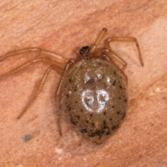 Euryopis sp. (genus) (An ant eating spider) at Melba, ACT - 15 Aug 2024 by kasiaaus