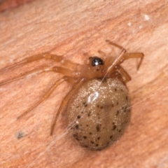 Euryopis sp. (genus) at Melba, ACT - 15 Aug 2024 02:12 PM