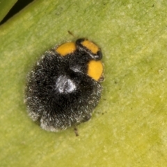 Apolinus lividigaster (Yellow Shouldered Ladybird) at Melba, ACT - 15 Aug 2024 by kasiaaus