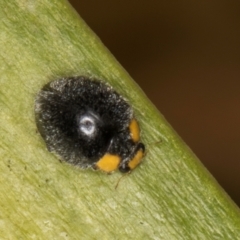 Apolinus lividigaster at Melba, ACT - 15 Aug 2024