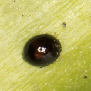 Coccinellidae (family) at Melba, ACT - 15 Aug 2024 02:16 PM