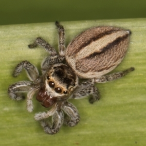 Maratus scutulatus at Melba, ACT - 15 Aug 2024 02:20 PM