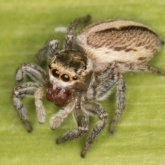 Maratus scutulatus at Melba, ACT - 15 Aug 2024 02:20 PM