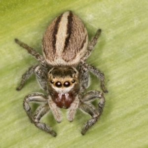 Maratus scutulatus at Melba, ACT - 15 Aug 2024