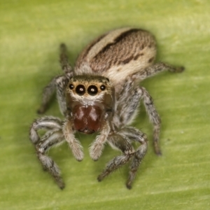 Maratus scutulatus at Melba, ACT - 15 Aug 2024