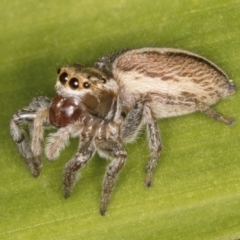 Maratus scutulatus at Melba, ACT - 15 Aug 2024