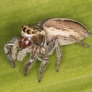 Maratus scutulatus at Melba, ACT - 15 Aug 2024