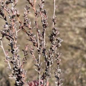 Leptospermum myrtifolium at Rendezvous Creek, ACT - 11 Aug 2024 01:12 PM