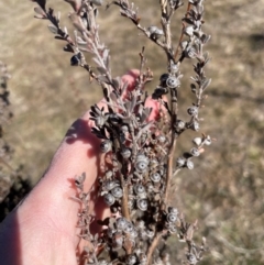 Leptospermum myrtifolium at Rendezvous Creek, ACT - 11 Aug 2024 01:12 PM