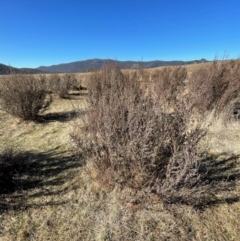 Leptospermum myrtifolium at Rendezvous Creek, ACT - 11 Aug 2024