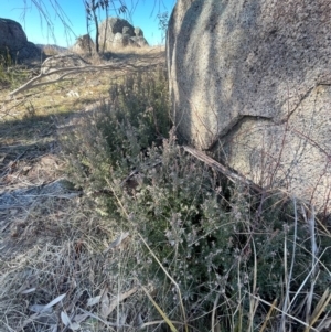 Acrothamnus hookeri at Rendezvous Creek, ACT - 11 Aug 2024