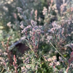 Acrothamnus hookeri at Rendezvous Creek, ACT - 11 Aug 2024