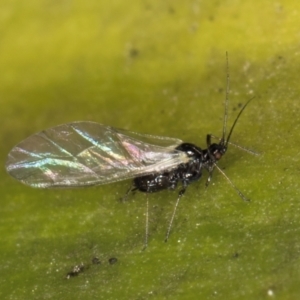 Aphididae (family) at Melba, ACT - 15 Aug 2024 02:25 PM