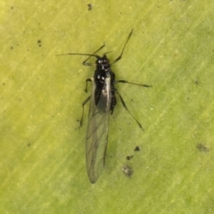 Aphididae (family) at Melba, ACT - 15 Aug 2024