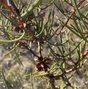 Hakea microcarpa at Rendezvous Creek, ACT - 11 Aug 2024 02:23 PM