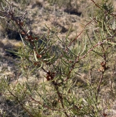 Hakea microcarpa at Rendezvous Creek, ACT - 11 Aug 2024 02:23 PM