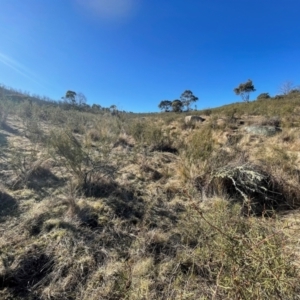 Hakea microcarpa at Rendezvous Creek, ACT - 11 Aug 2024