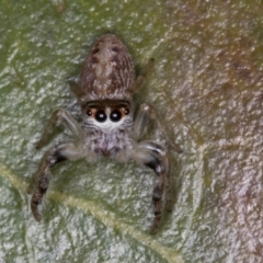 Opisthoncus grassator (Jumping spider) at Melba, ACT - 15 Aug 2024 by kasiaaus