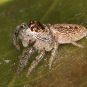 Opisthoncus grassator at Melba, ACT - 15 Aug 2024