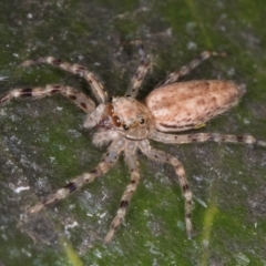 Helpis minitabunda (Threatening jumping spider) at Melba, ACT - 15 Aug 2024 by kasiaaus