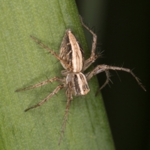 Oxyopes sp. (genus) at Melba, ACT - 15 Aug 2024