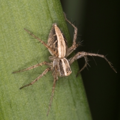 Oxyopes sp. (genus) (Lynx spider) at Melba, ACT - 15 Aug 2024 by kasiaaus