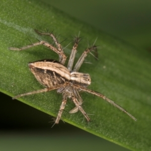 Oxyopes sp. (genus) at Melba, ACT - 15 Aug 2024