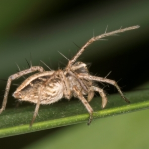 Oxyopes sp. (genus) at Melba, ACT - 15 Aug 2024