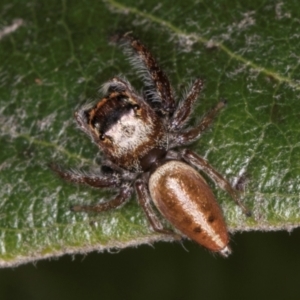 Opisthoncus grassator at Melba, ACT - 15 Aug 2024